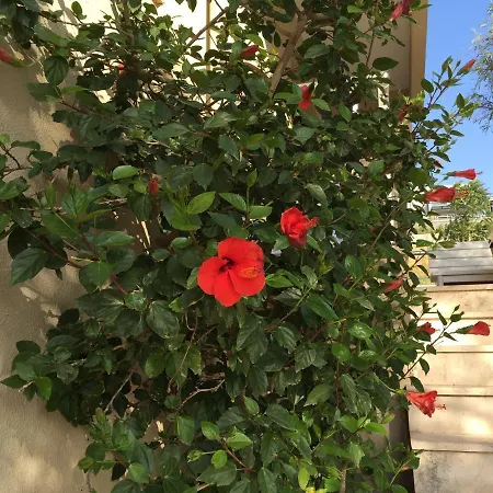 Cicek Апарт-отель